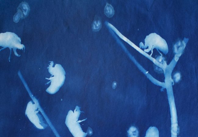 Simply Cyanotype – A practical workshop taught by Victoria Cooper & Doug Spowart
