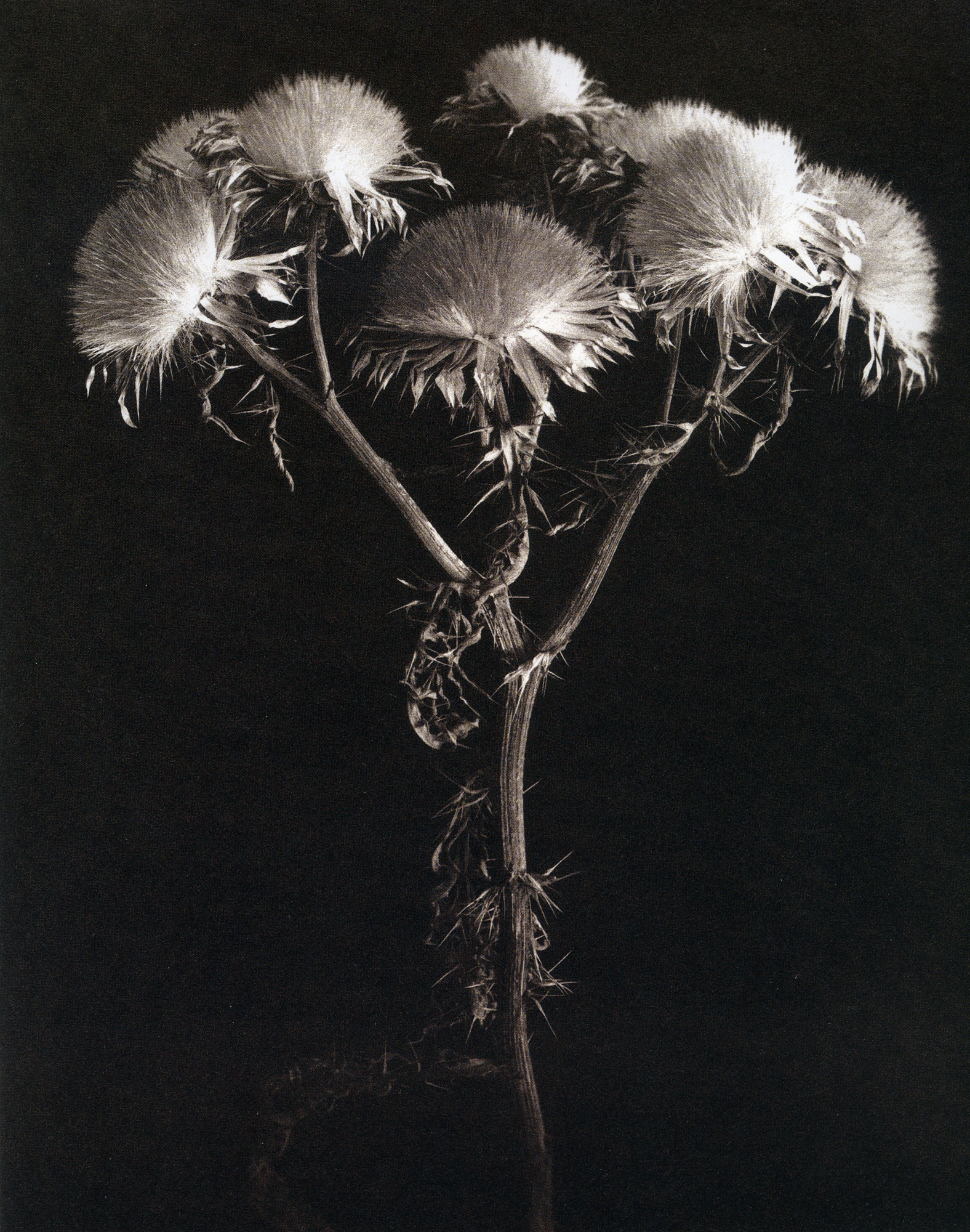 Exhibition: Photography of Stavros Pippos