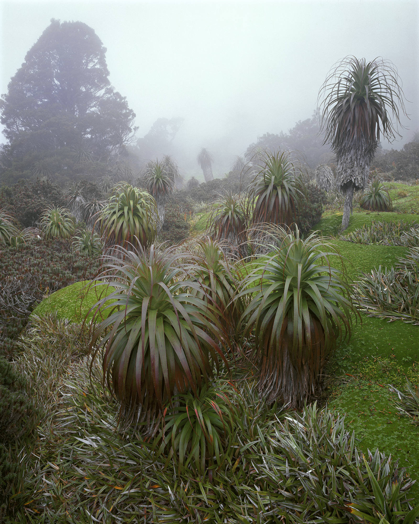 Exhibition: Relicts – exploring the flora of Gondwana by Mark Darragh