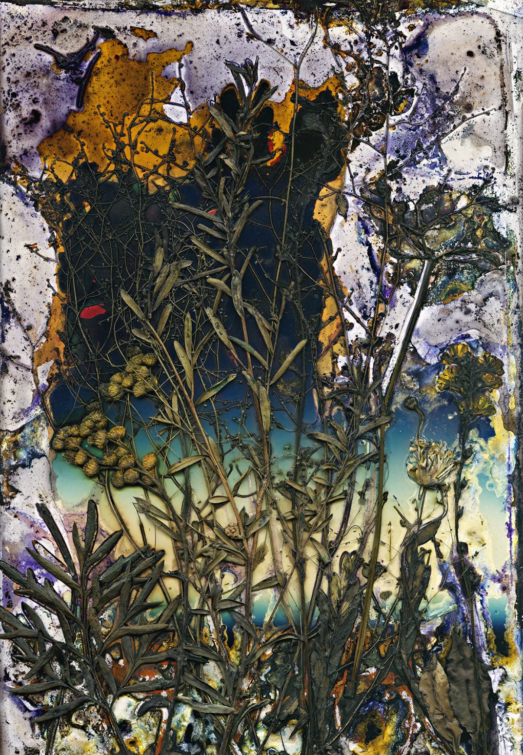 Exhibition: Wildflowers of the Granite Belt: Out of Oblivion – Renata Buziak