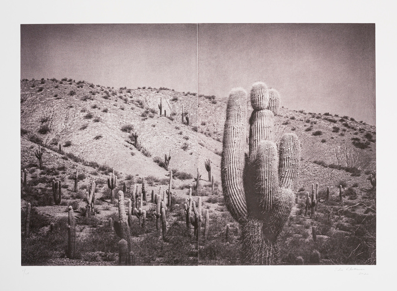 Exhibition: In the Shade of a Cactus – Silvi Glattauer