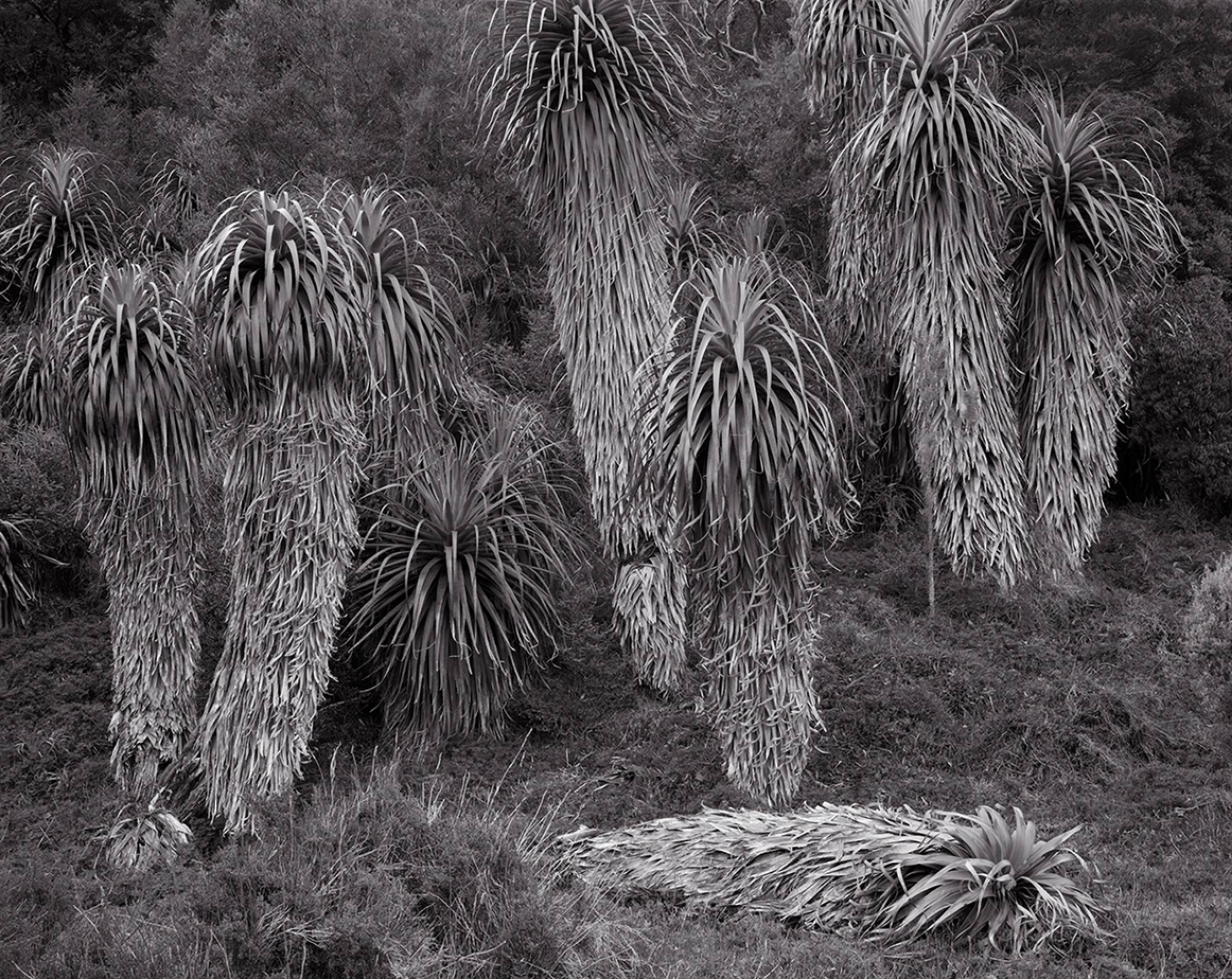 Photography workshops with Harry Nankin