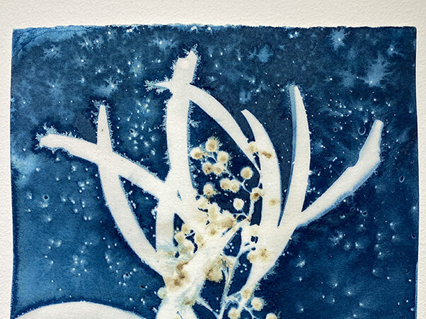 Exhibition: Into The Blue – Celebrating the Cyanotype print