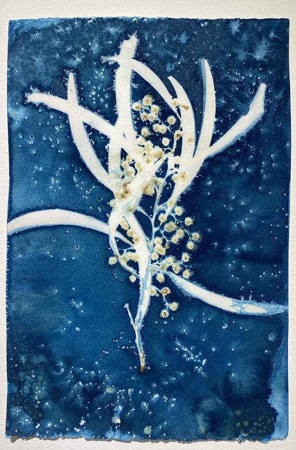 Cyanotype Print 