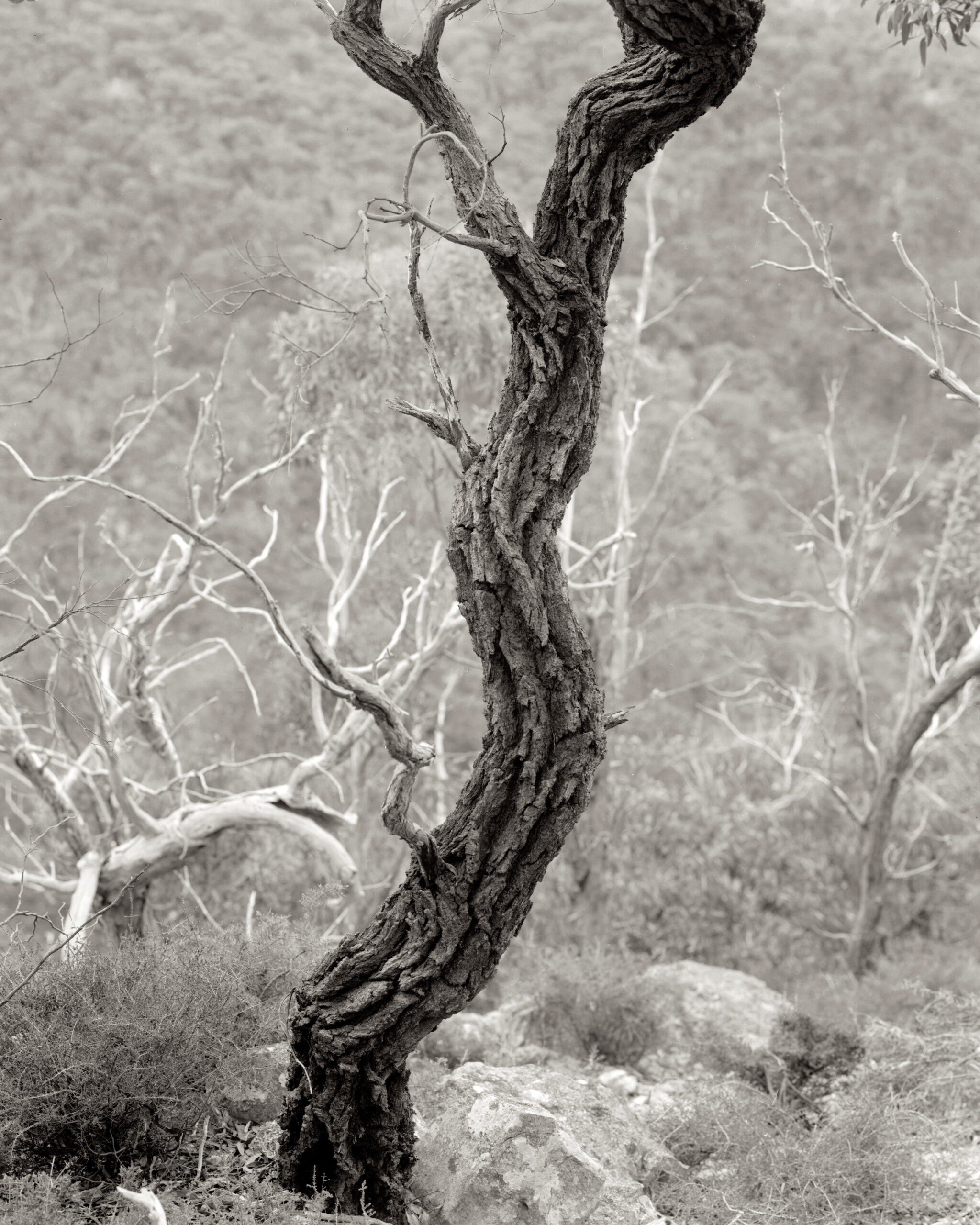 A Picture’s Worth A Thousand Words – Ponch Hawkes, David Tatnall & Hollie Johnson