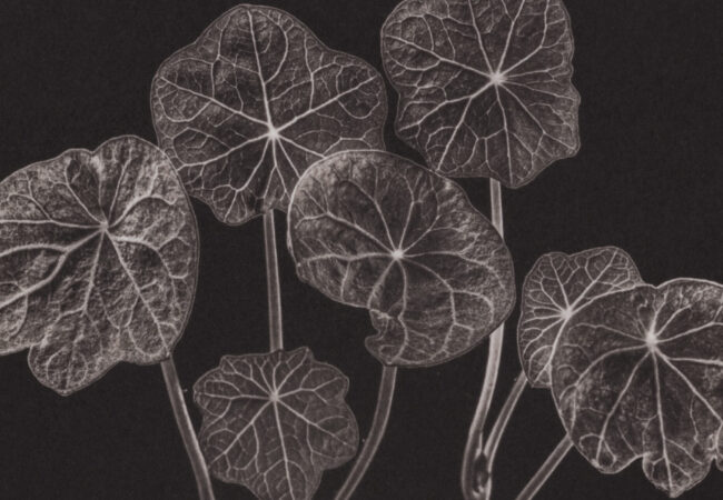 Workshop: Salt Printing –  with Joachim Froese