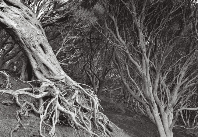 Exhibition: As It Is – Photographs of the Land by David Tatnall