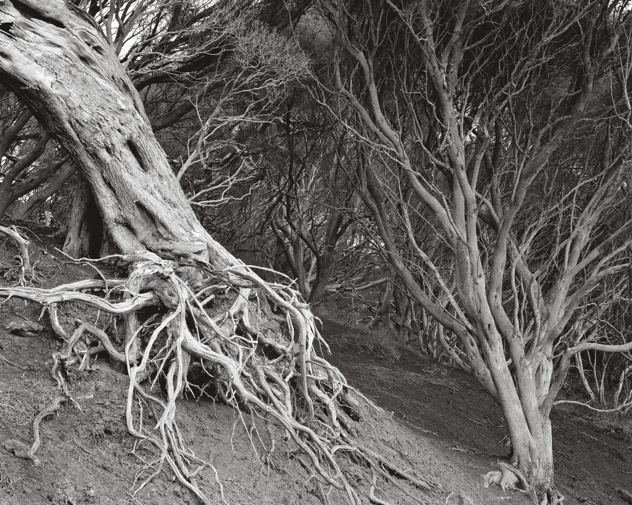 Exhibition: As It Is – Photographs of the Land by David Tatnall