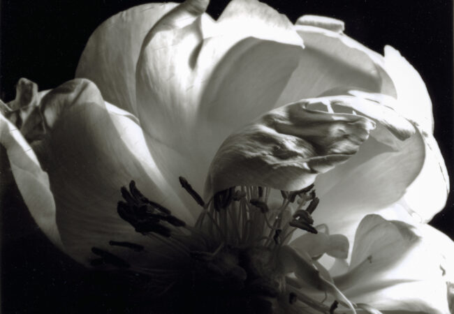 The Photograph Considered number fifty five – Lorraine MacLarty