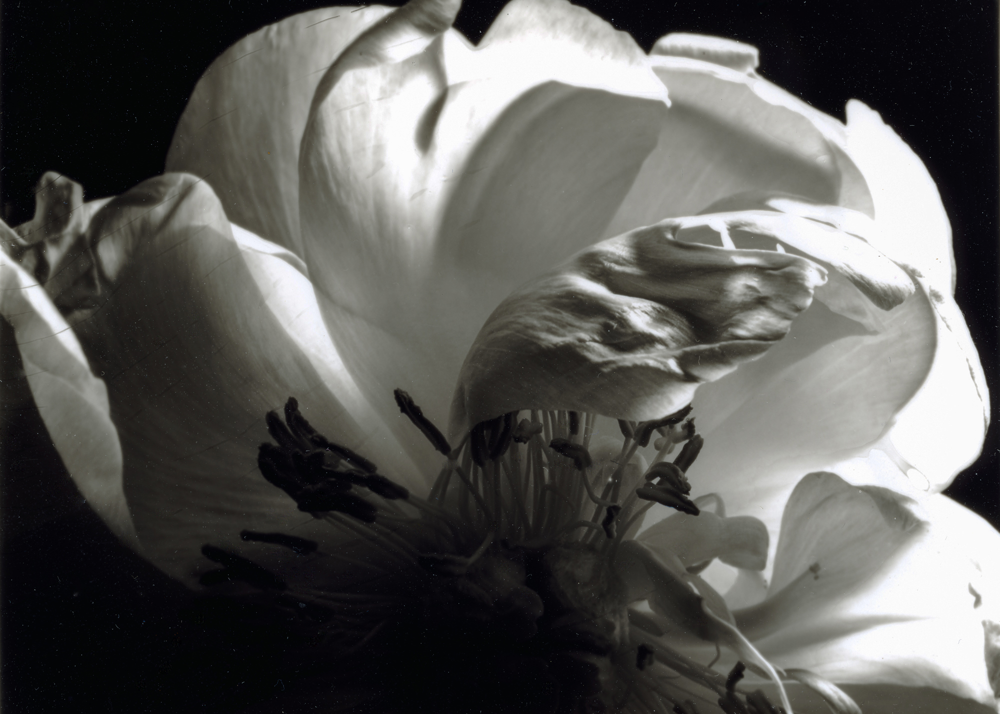 The Photograph Considered number fifty five – Lorraine MacLarty