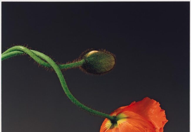 Exhibition: Coded Blooms – Museum of Australian Photography