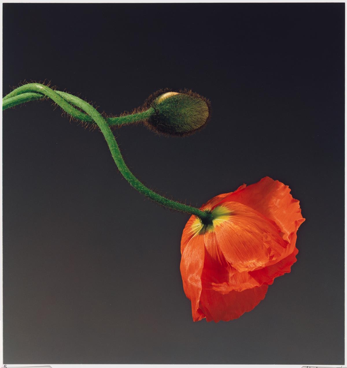 Exhibition: Coded Blooms – Museum of Australian Photography