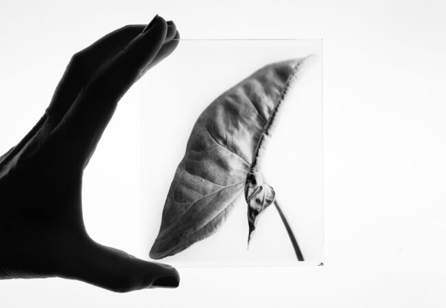 Large format dry plates made in Melbourne