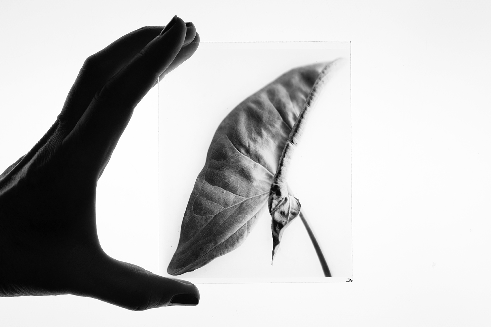 Large format dry plates made in Melbourne