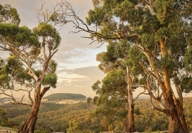 Exhibition: After the Gold Rush – Victorian Landscape