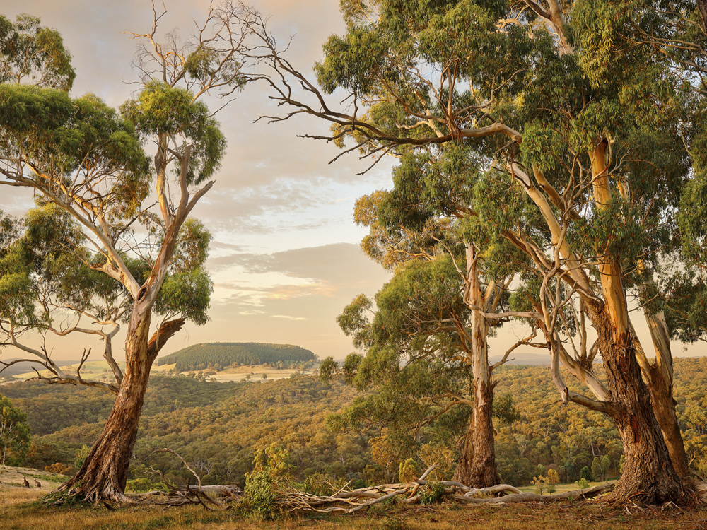 Exhibition: After the Gold Rush – Victorian Landscape