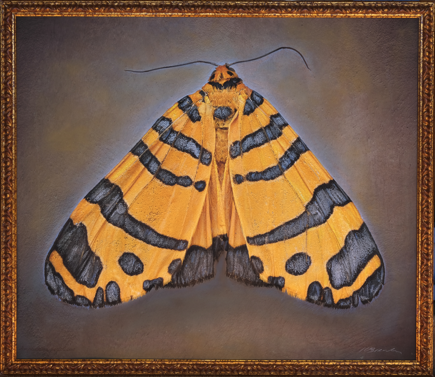 Workshop: The Hand Coloured Photographic Print with Kate Breakey
