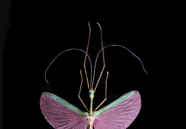 Exhibition: Insecta – Ellie Young