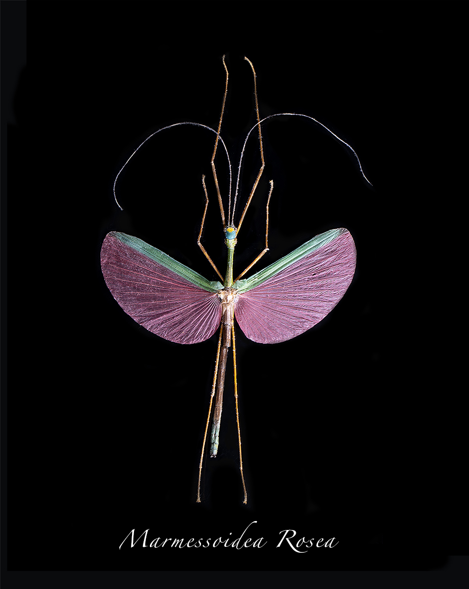 Exhibition: Insecta – Ellie Young