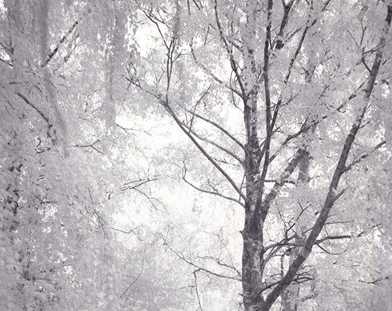 Alternative Photographic Process Symposium 2027 
