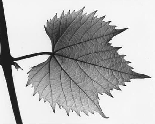 Exhibition: Hand Made – Melbourne Camera Club